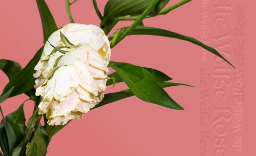 a photograph of dying white flowers and greenery in front of a pink background. The words 'die weisse rose' have been added to the image multiple times on the right, written vertically across the page.